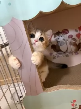 S.K 様のお迎えした子猫