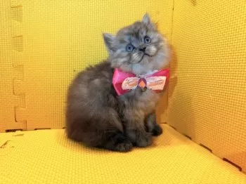 k 様のお迎えした子猫