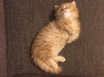 ミニゴリラ 様のお迎えした子猫