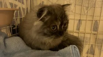 まいこ 様のお迎えした子猫