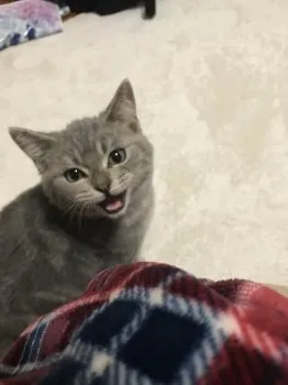 たまこ 様のお迎えした子猫