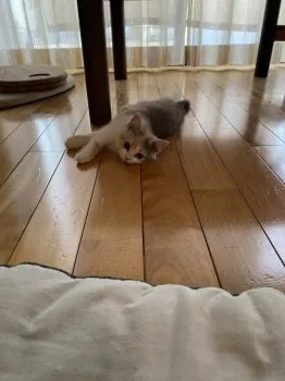 M 様のお迎えした子猫