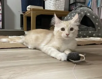 K.Ｉ 様のお迎えした子猫