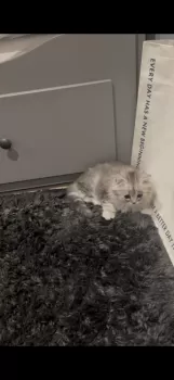 K.K 様のお迎えした子猫