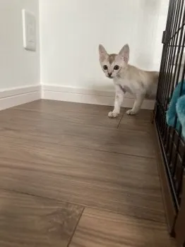 ゴメ 様のお迎えした子猫