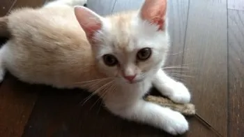 2代目μ 様のお迎えした子猫