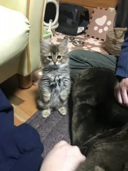 アベ 様のお迎えした子猫