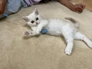 A.T 様のお迎えした子猫