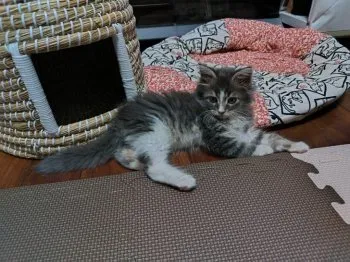 T.E 様のお迎えした子猫