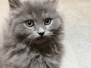 オサム 様のお迎えした子猫