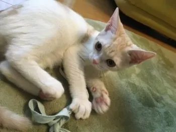 ちょびすけ 様のお迎えした子猫
