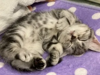 E.K 様のお迎えした子猫