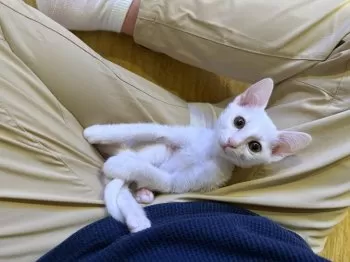 A.K 様のお迎えした子猫