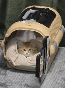 ちゃたろう 様のお迎えした子猫