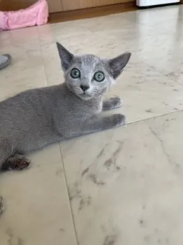カーラ1120 様のお迎えした子猫