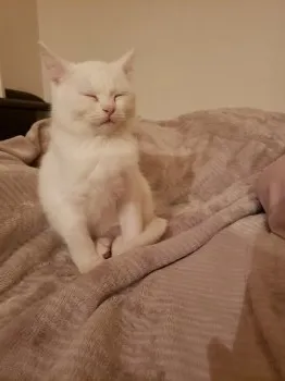 にゃん 様のお迎えした子猫