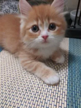 のあ 様のお迎えした子猫