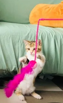 パピコ 様のお迎えした子猫