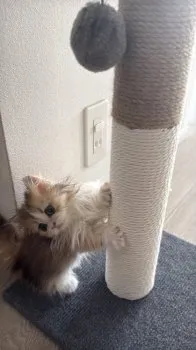 りーるー 様のお迎えした子猫