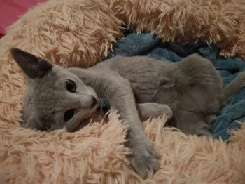 M.Y 様のお迎えした子猫