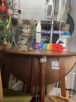 S.T 様のお迎えした子猫