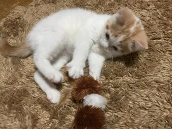 ゆう 様のお迎えした子猫