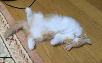 ミメルん♪ 様のお迎えした子猫