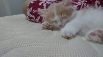 しゅん 様のお迎えした子猫