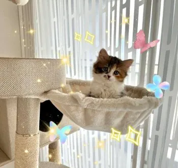 ふくこ 様のお迎えした子猫