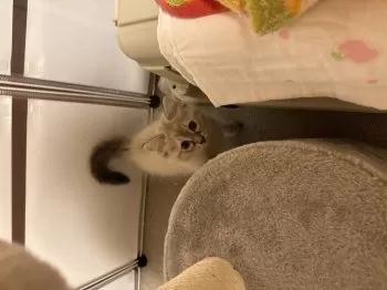 R.A 様のお迎えした子猫