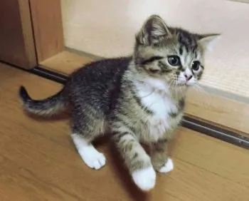 はる 様のお迎えした子猫