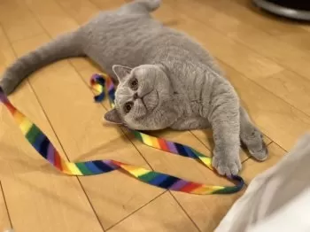 たまちゃん 様のお迎えした子猫