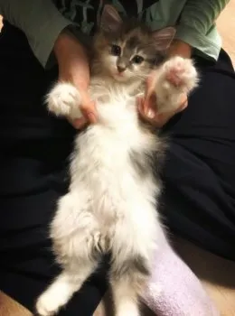 ぐりママ 様のお迎えした子猫