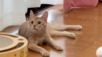 おぎ 様のお迎えした子猫