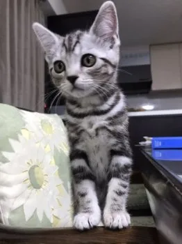 ひー 様のお迎えした子猫