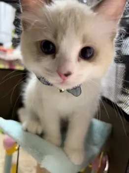 Y.K 様のお迎えした子猫