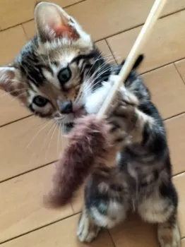 K.M 様のお迎えした子猫