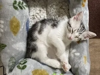 TH 様のお迎えした子猫
