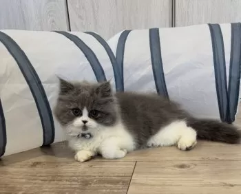 S.M 様のお迎えした子猫