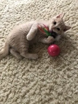 ポムママ 様のお迎えした子猫