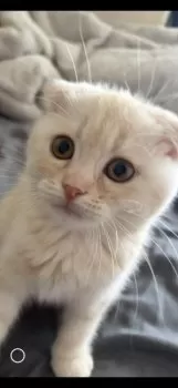 N.Ｉ 様のお迎えした子猫