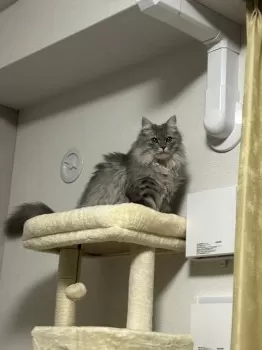 Y.H 様のお迎えした子猫