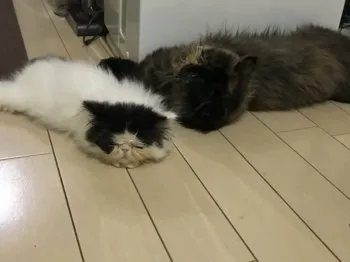 タラ 様のお迎えした子猫