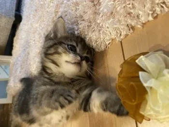 ちゅぴ 様のお迎えした子猫