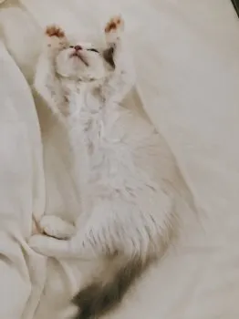 A 様のお迎えした子猫