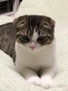 しましま 様のお迎えした子猫