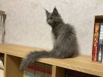 8 様のお迎えした子猫