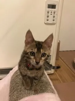 tomo 様のお迎えした子猫
