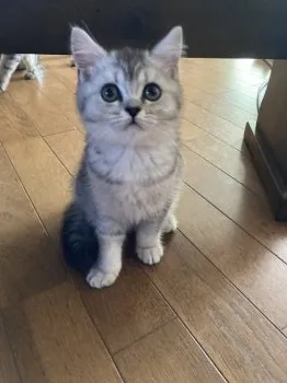 まろえもん 様のお迎えした子猫