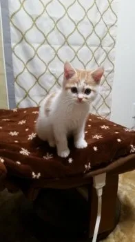 みゆここ 様のお迎えした子猫